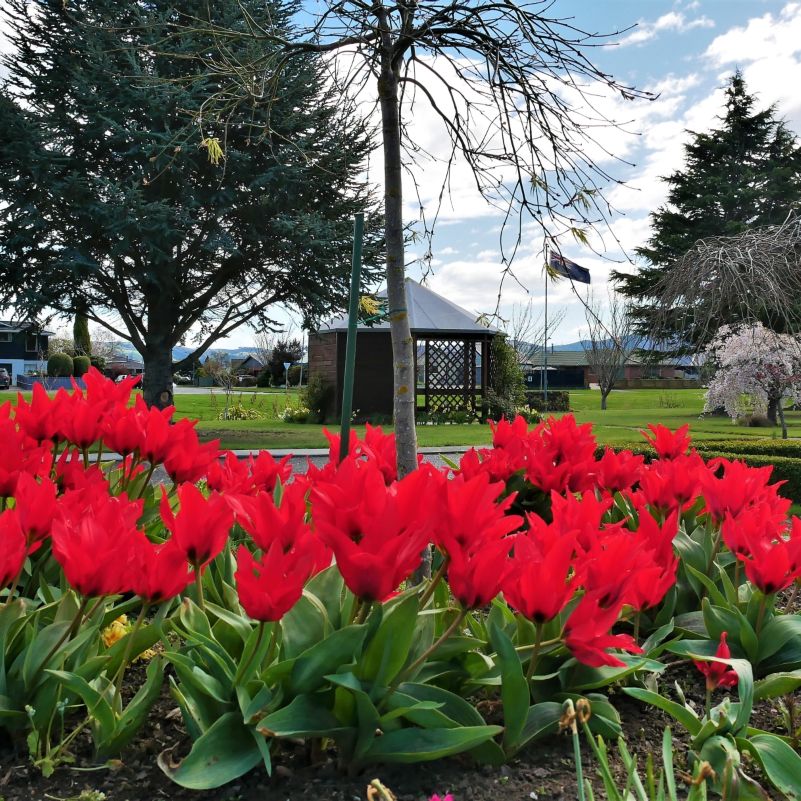 Tulips